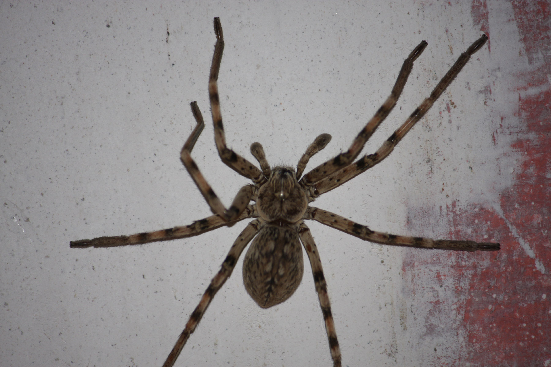 Spinne