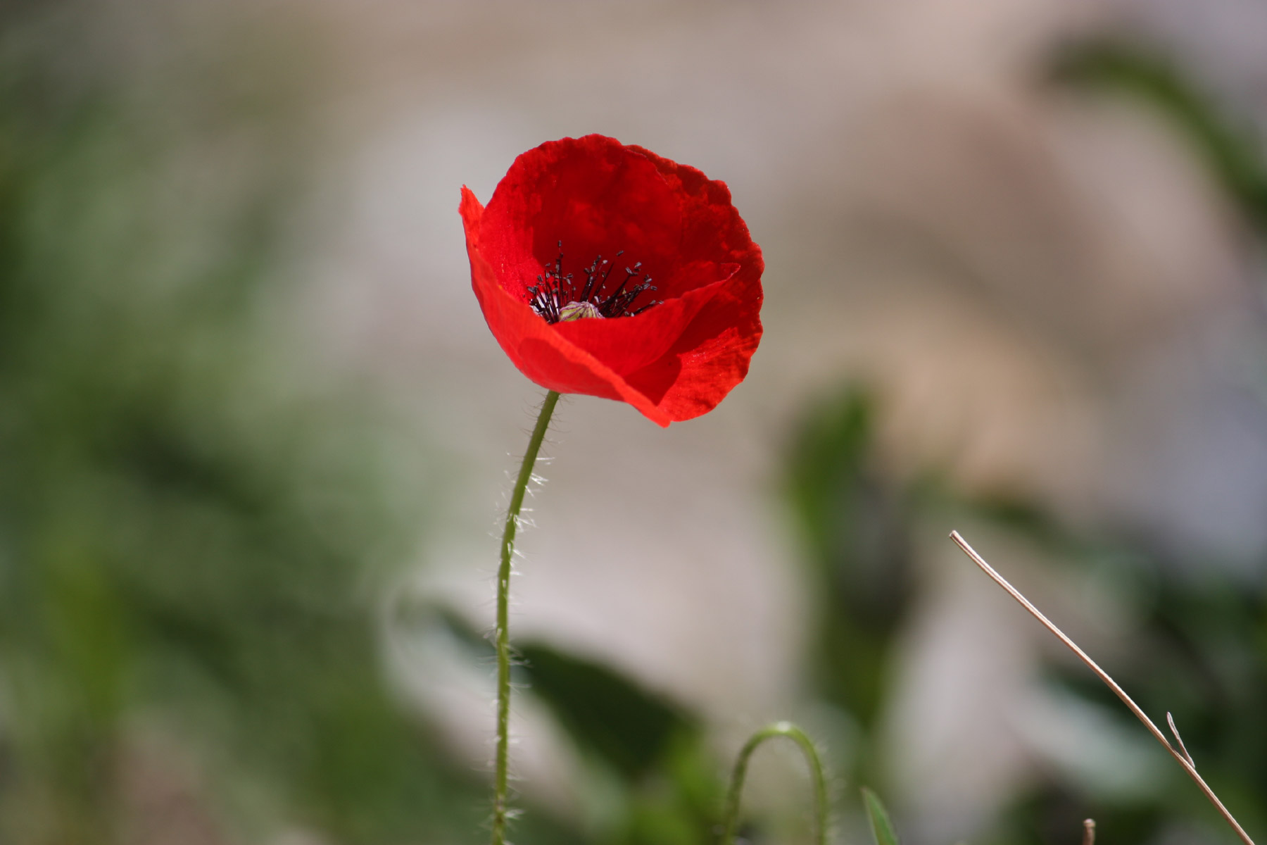 Mohn