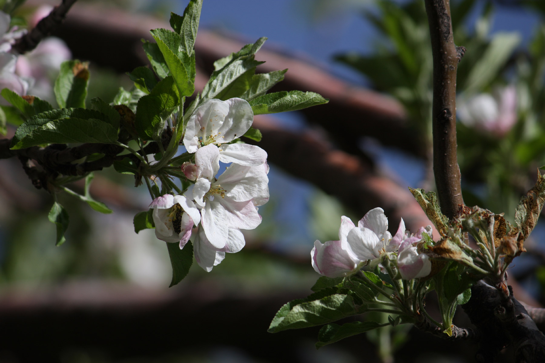 Mandelblüte
