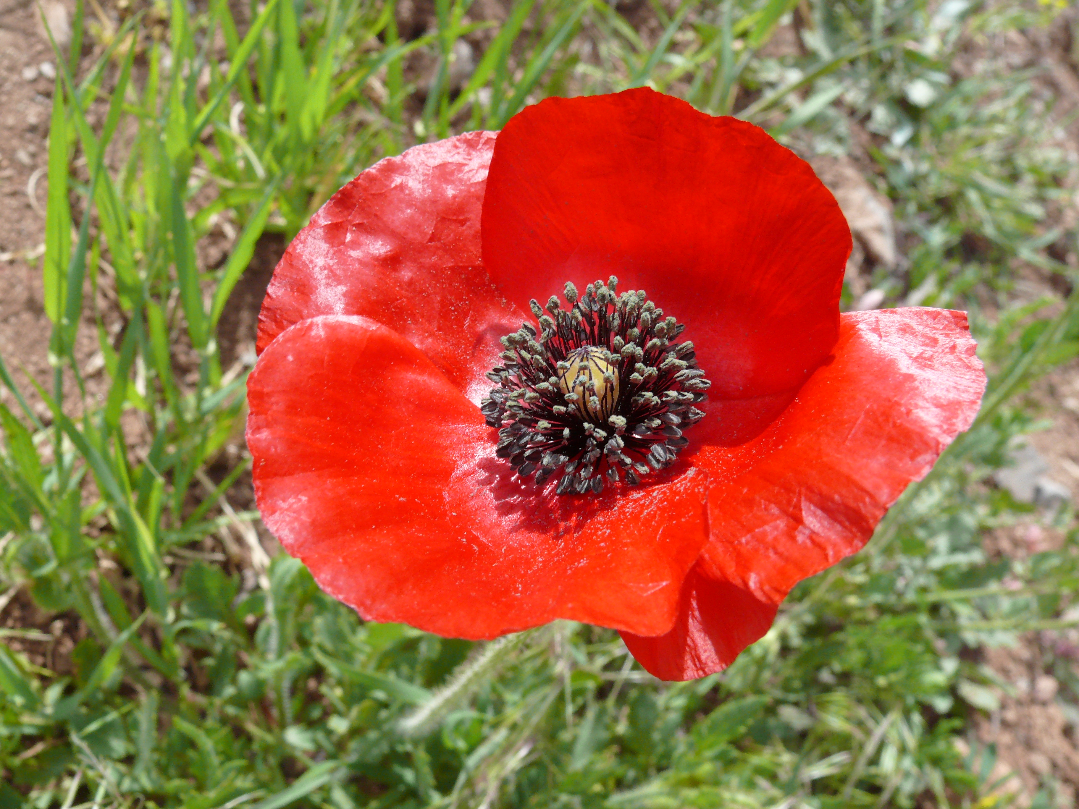 Mohn