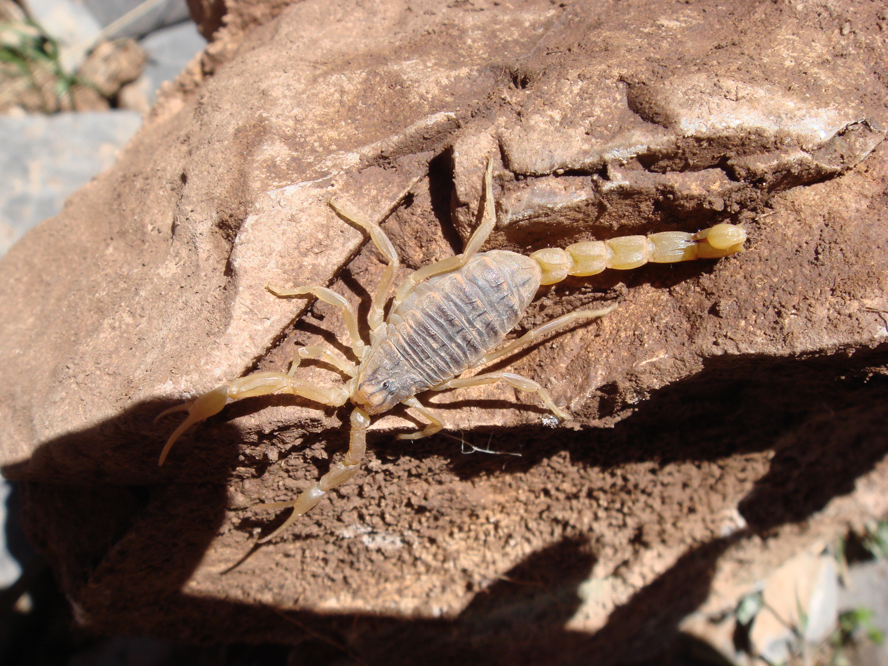 Skorpion