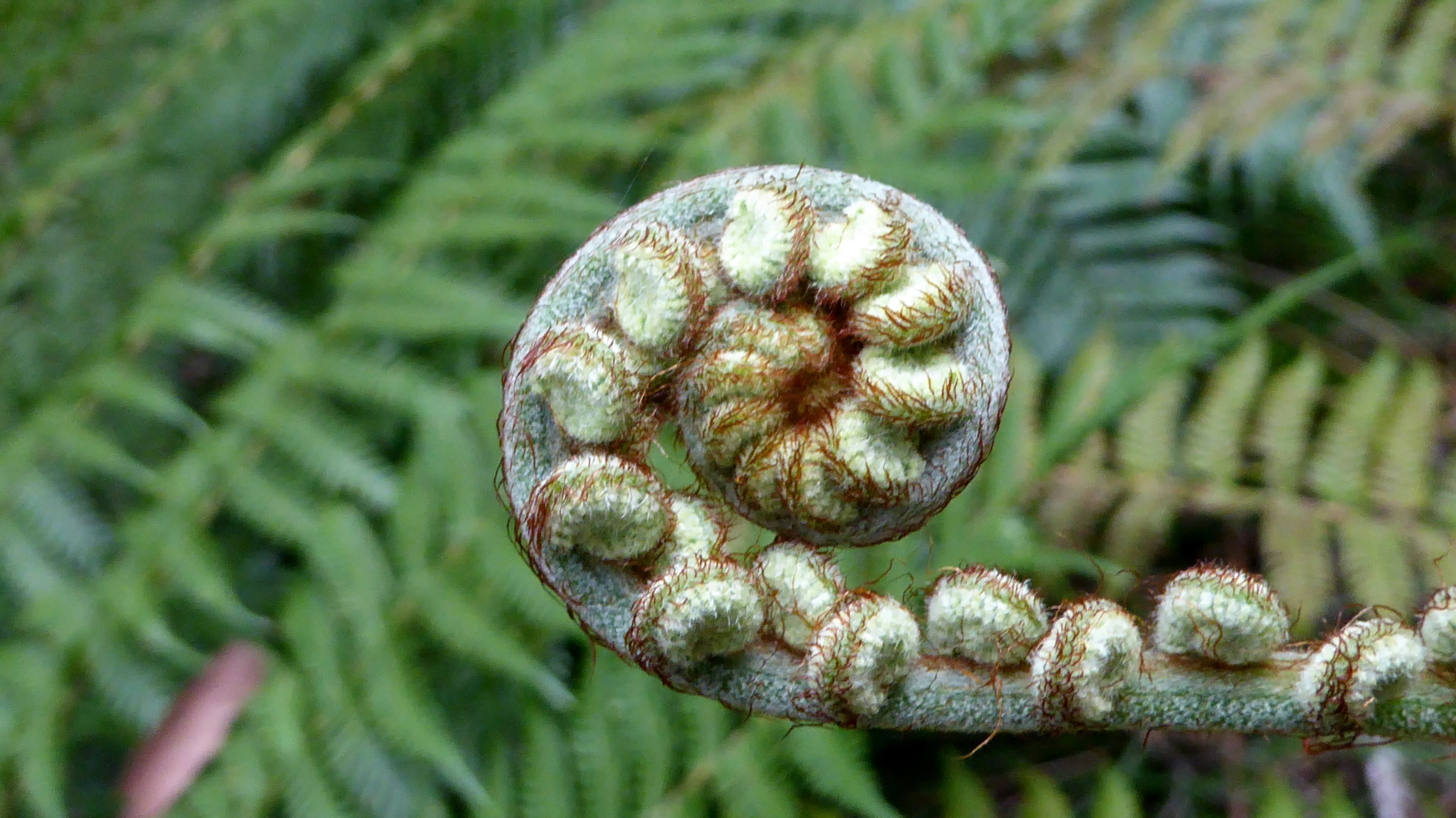 P1000964